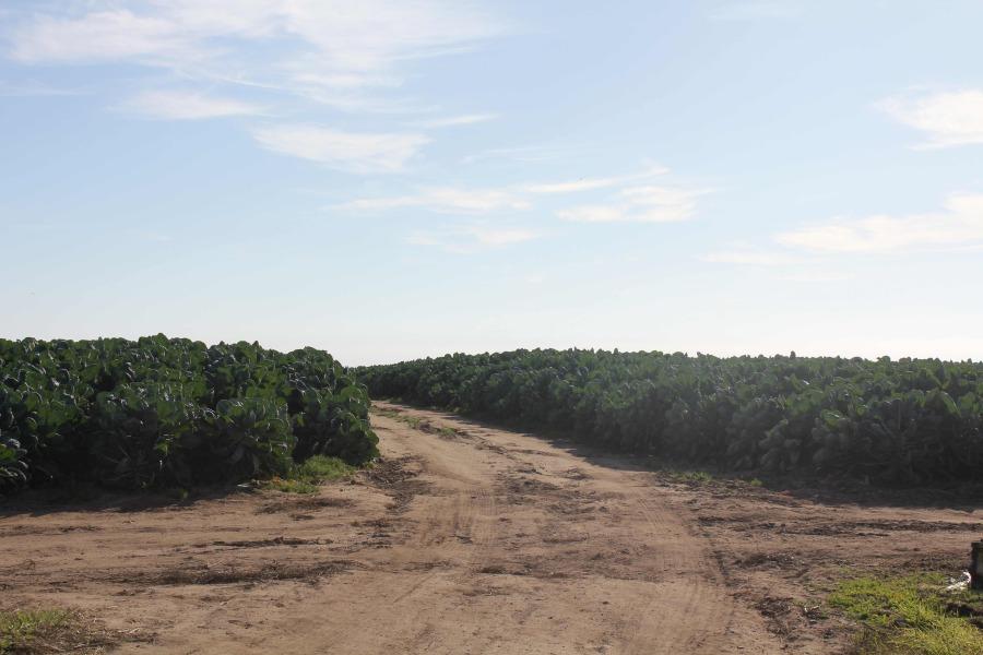 A large percentage of Santa Cruz County water resources go into agriculture, a business that is struggling with the impacts of drought