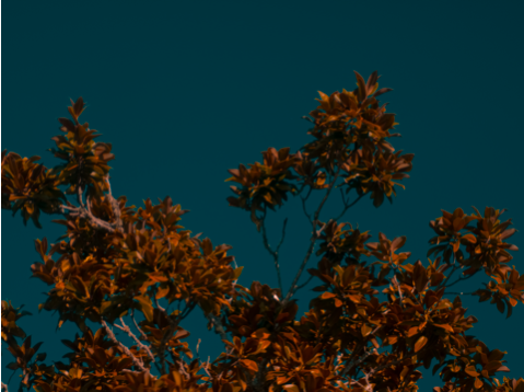 A beautiful deep blue sky that contrasts the deep orange leaves of a tree during the fall. 