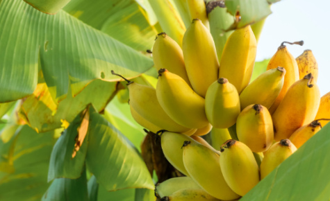 Exploring the Wonders of Banana Peeling