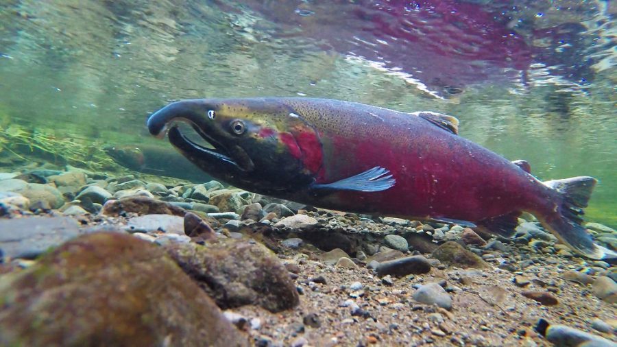 Coho Salmon via Flickr