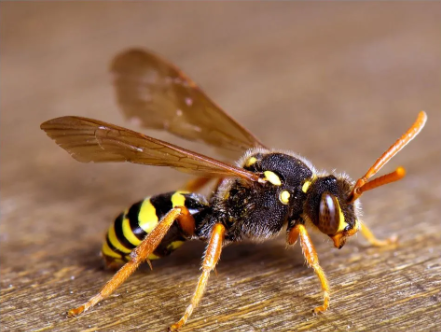 The Reign of the Wasps