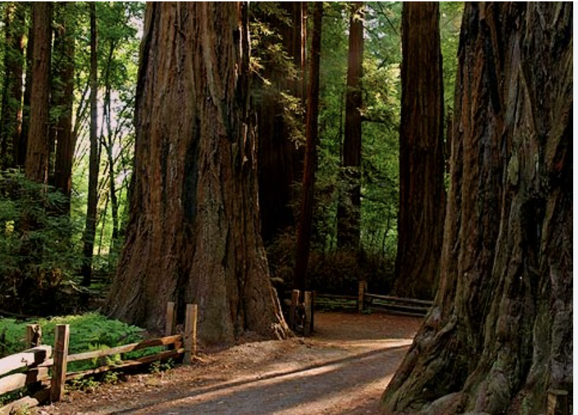 Fun Activities in Santa Cruz